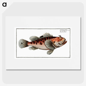1-76_Ichtyologie-ou-Histoire-naturelle_picture
