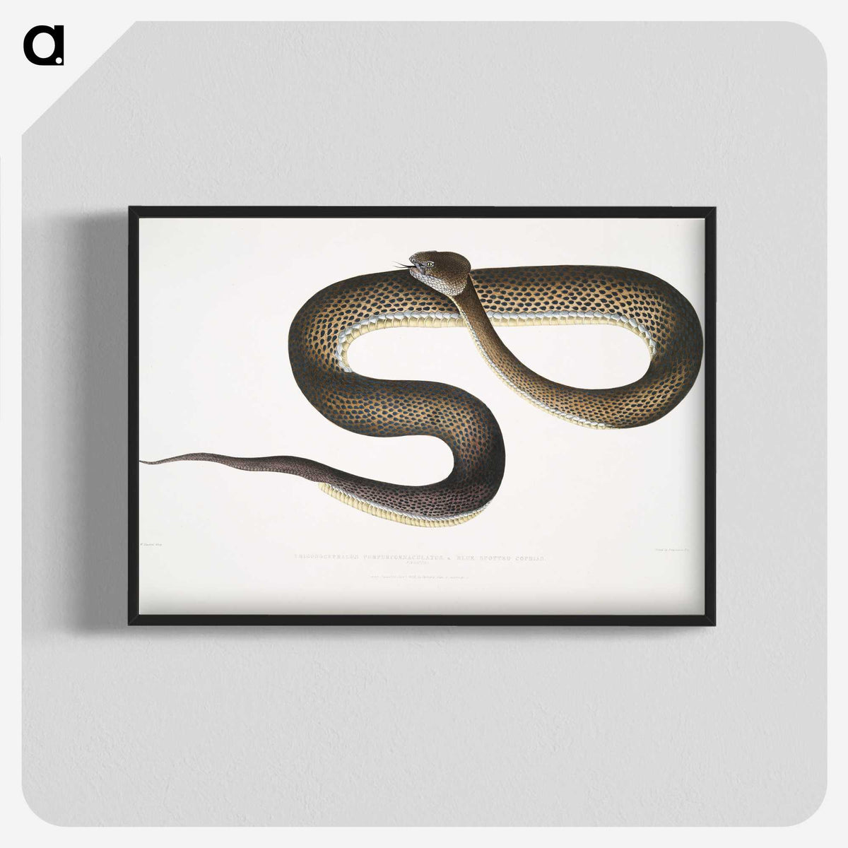 1-76_Indian-Zoology_blk-crop
