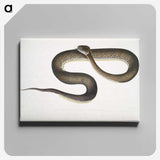 1-76_Indian-Zoology_canvas