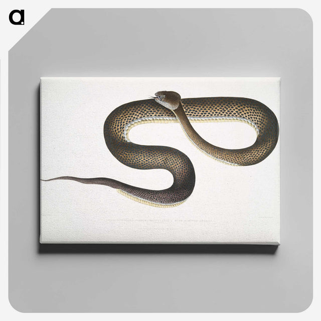 1-76_Indian-Zoology_canvas