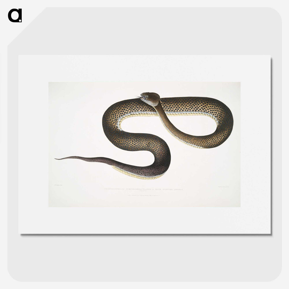 1-76_Indian-Zoology_picture
