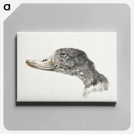 アートパネル-Head of a shelduck - ジャン ベルナール Canvas.