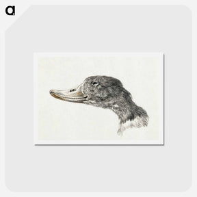 アートポストカード-Head of a shelduck - ジャン ベルナール Postcard.