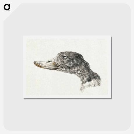 アートポストカード-Head of a shelduck - ジャン ベルナール Postcard.