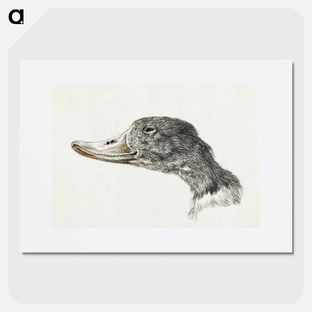 Head of a shelduck - ジャン ベルナール Poster.