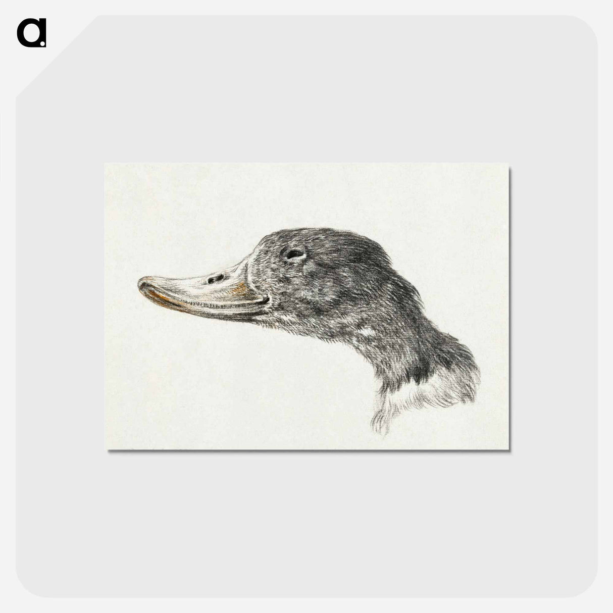 アートポストカード-Head of a shelduck - ジャン ベルナール Postcard.