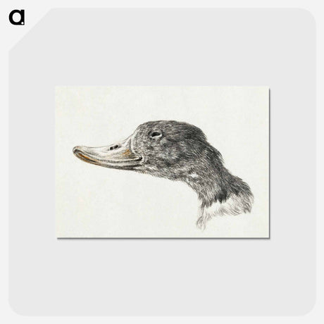 アートポストカード-Head of a shelduck - ジャン ベルナール Postcard.