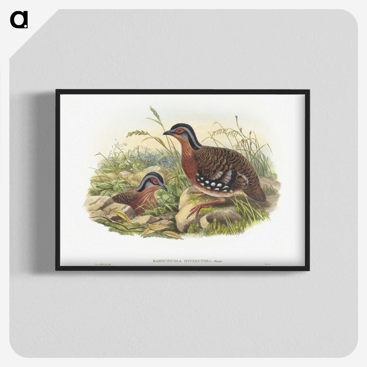 1-76_John-Gould_blk-crop