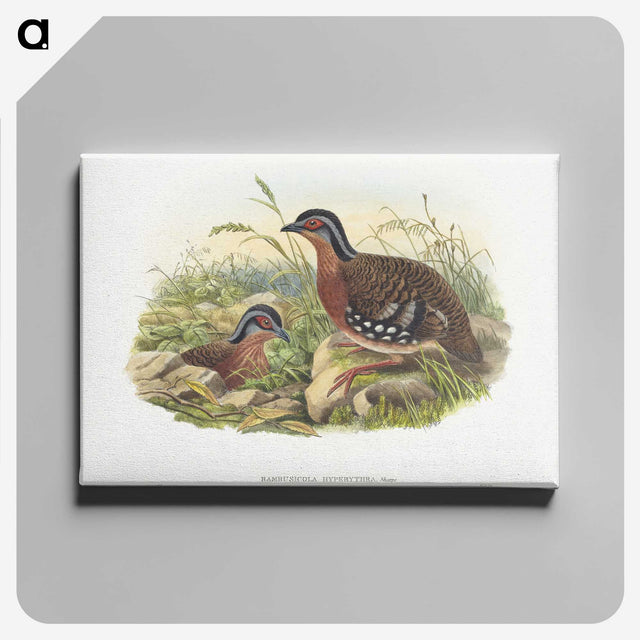1-76_John-Gould_canvas
