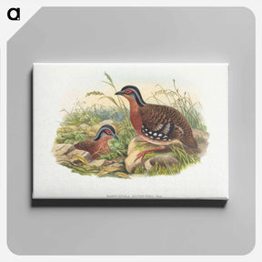 アートパネル-Rufous-breasted Bamboo Partridge
 - ジョン グールド Canvas.
