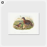 アートポストカード-Rufous-breasted Bamboo Partridge
 - ジョン グールド Postcard.