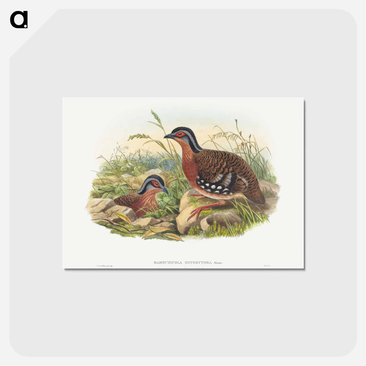 アートポストカード-Rufous-breasted Bamboo Partridge
 - ジョン グールド Postcard.