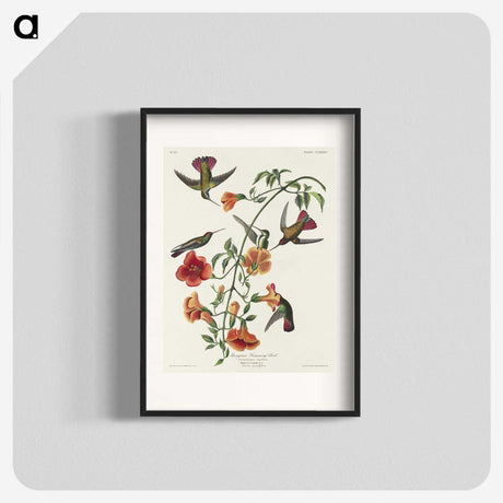 1-76_John-James-Audubon_blk