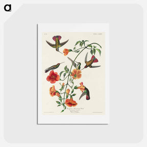 アートポストカード-Mango Hummingbird
 - ジョン ジェームス オーデュボン Postcard.