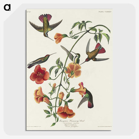 1-76_John-James-Audubon_picture-crop