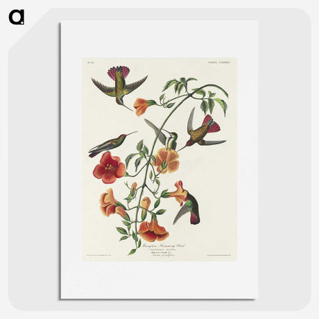 1-76_John-James-Audubon_picture