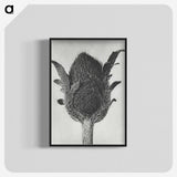 1-76_Karl-Blossfeldt_blk-crop