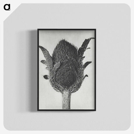 1-76_Karl-Blossfeldt_blk-crop