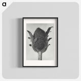 1-76_Karl-Blossfeldt_blk