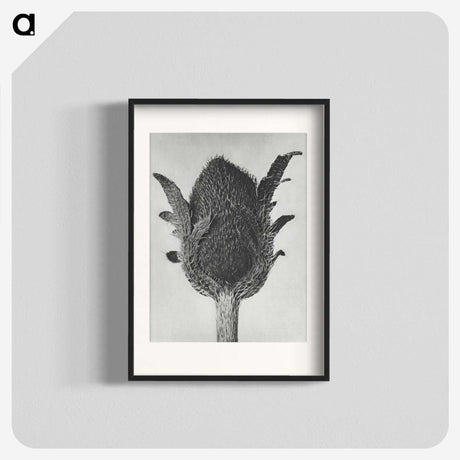 1-76_Karl-Blossfeldt_blk