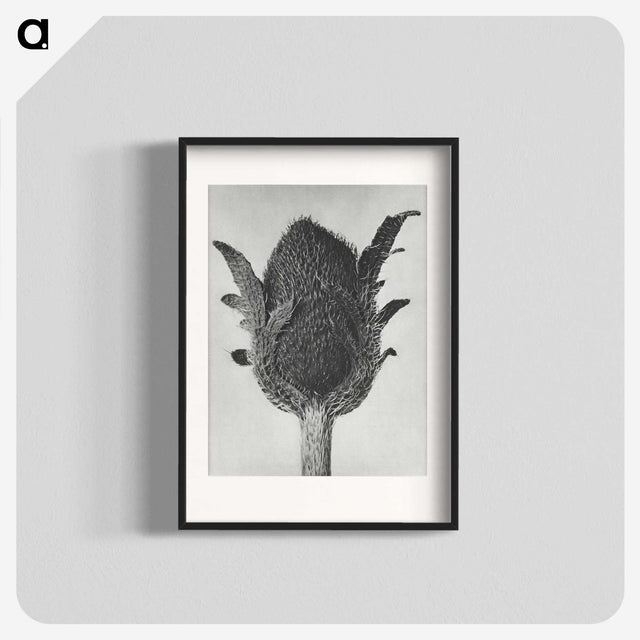 1-76_Karl-Blossfeldt_blk