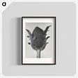 アートポスター-Papaver orientale - カール ブロスフェルト Poster.