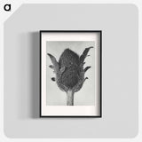 アートポスター-Papaver orientale - カール ブロスフェルト Poster.