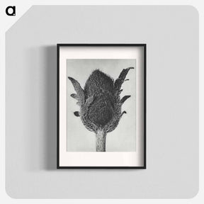 アートポスター-Papaver orientale - カール ブロスフェルト Poster.