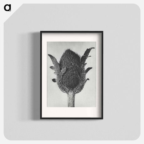 アートポスター-Papaver orientale - カール ブロスフェルト Poster.