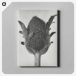 1-76_Karl-Blossfeldt_canvas