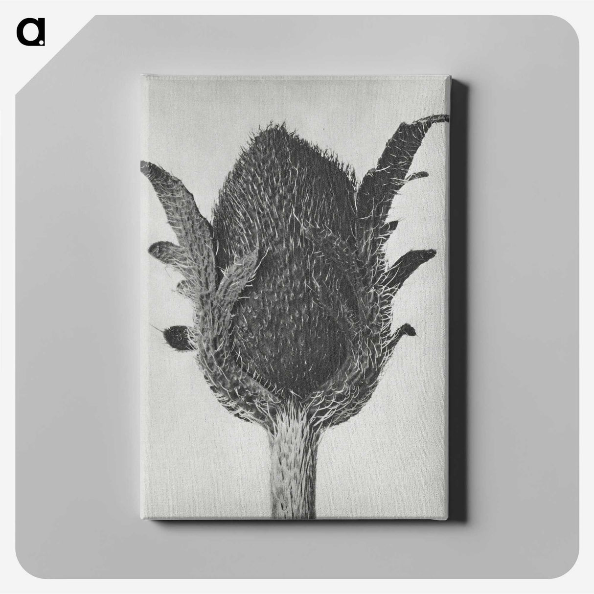 1-76_Karl-Blossfeldt_canvas