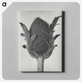 1-76_Karl-Blossfeldt_canvas