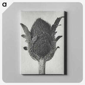 1-76_Karl-Blossfeldt_canvas