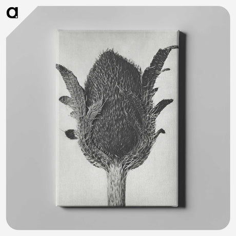 1-76_Karl-Blossfeldt_canvas