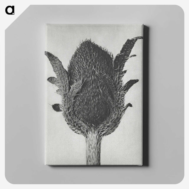 1-76_Karl-Blossfeldt_canvas
