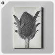 アートパネル-Papaver orientale - カール ブロスフェルト Canvas.
