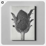 アートパネル-Papaver orientale - カール ブロスフェルト Canvas.