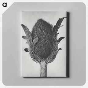 アートパネル-Papaver orientale - カール ブロスフェルト Canvas.