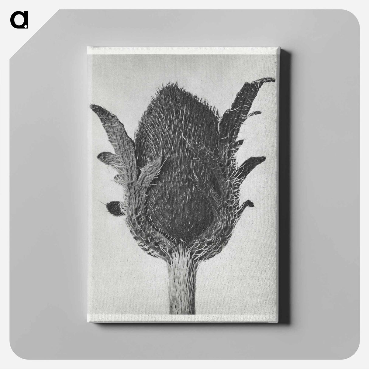 Papaver orientale - Karl Blossfeldt Canvas.