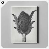 Papaver orientale - Karl Blossfeldt Canvas.