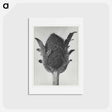 アートポストカード-Papaver orientale - カール ブロスフェルト Postcard.