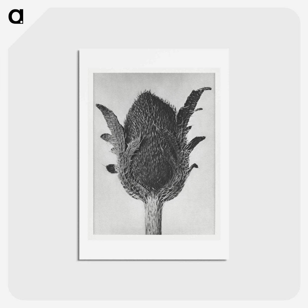 アートポストカード-Papaver orientale - カール ブロスフェルト Postcard.