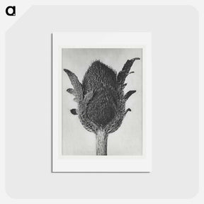 アートポストカード-Papaver orientale - カール ブロスフェルト Postcard.