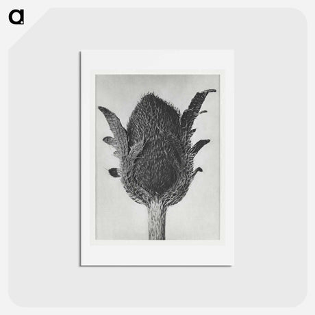 アートポストカード-Papaver orientale - カール ブロスフェルト Postcard.