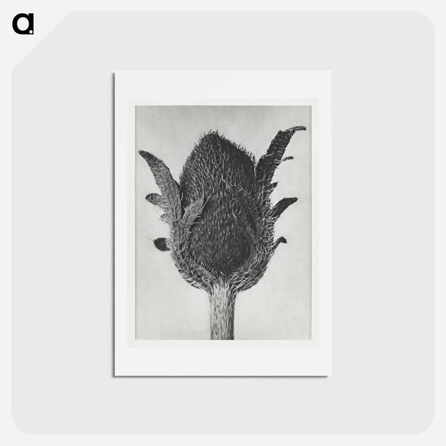 アートポストカード-Papaver orientale - カール ブロスフェルト Postcard.