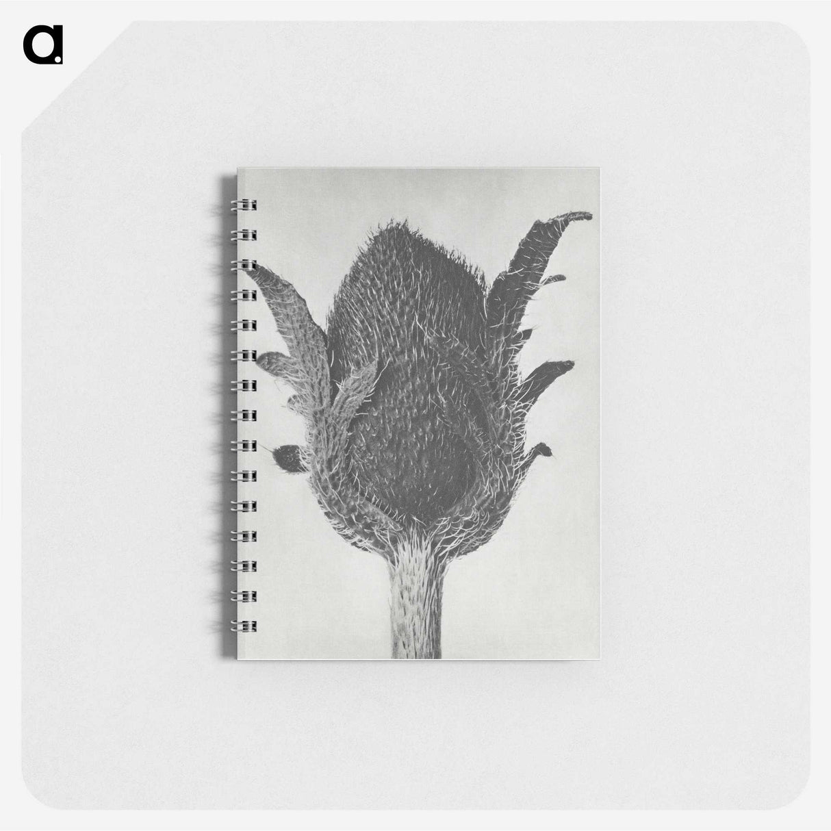 1-76_Karl-Blossfeldt_memo