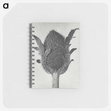 1-76_Karl-Blossfeldt_memo