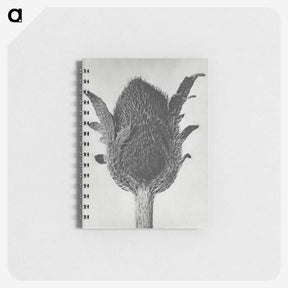 1-76_Karl-Blossfeldt_memo