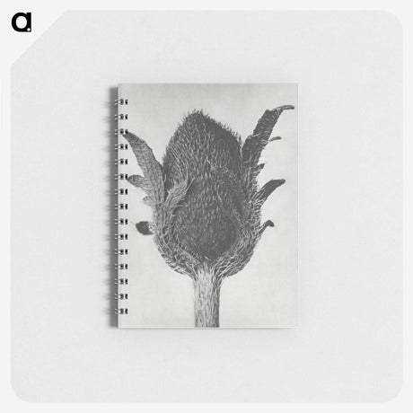 1-76_Karl-Blossfeldt_memo