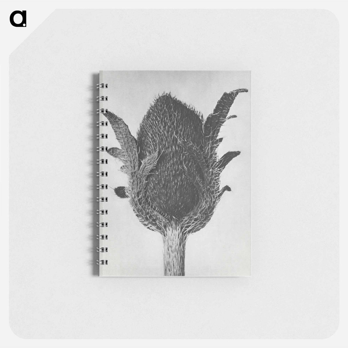 アートメモ帳-Papaver orientale - カール ブロスフェルト Memo.